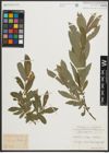 Foto von Salix purpurea L.